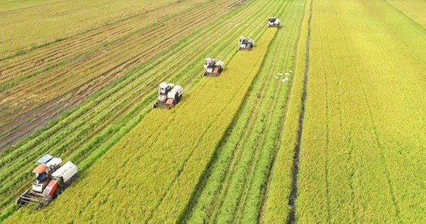 vung canh tac lua chat luong cao